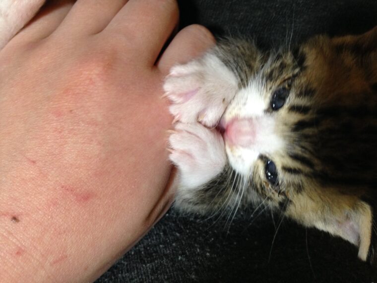 手を噛む子猫