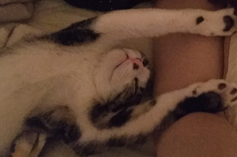 腕まくらで寝る子猫
