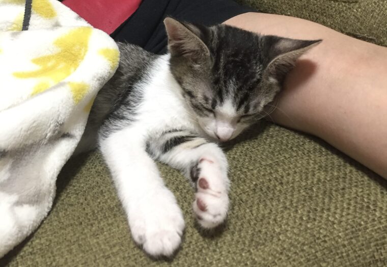 腕で眠る子猫
