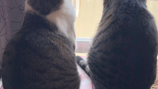 外を眺める我が猫達
