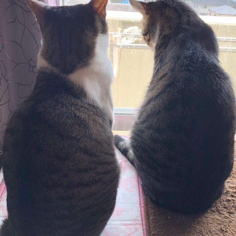 外を眺める我が猫達