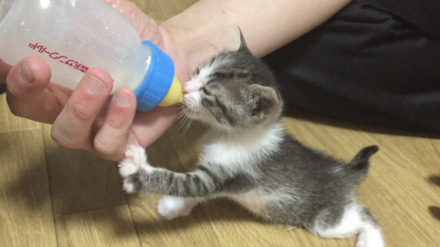 私の子猫がミルクを飲む画像