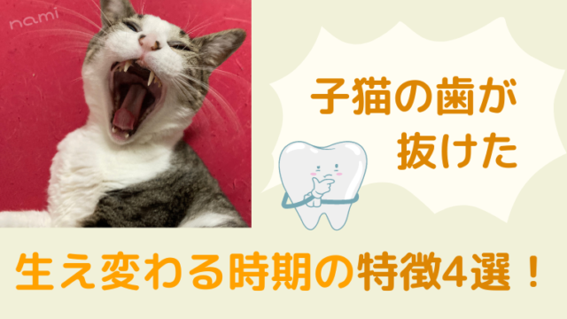 子猫の歯の生え変わりのアイキャッチ